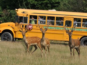 Wycieczka szkolna - Bałtów - Jurapark (Polska) 7